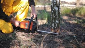 Reliable Pinconning, MI  Tree Services Solutions