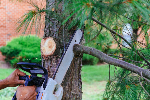 How Our Tree Care Process Works  in  Pinconning, MI